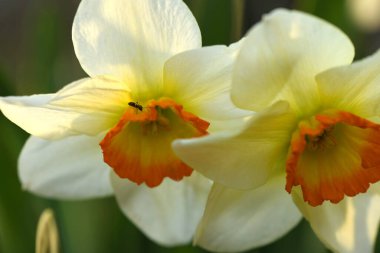 Sarı nergis çiçeği. Güneşli bir bahar bahçesinde nergisler. Yüksek çözünürlüklü. Seçici odak.