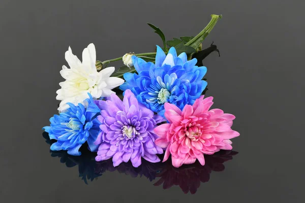 Μπουκέτο Ροζ Μπλε Και Μωβ Χρυσάνθεμα Λουλούδι Που Απομονώνονται Λευκό — Φωτογραφία Αρχείου