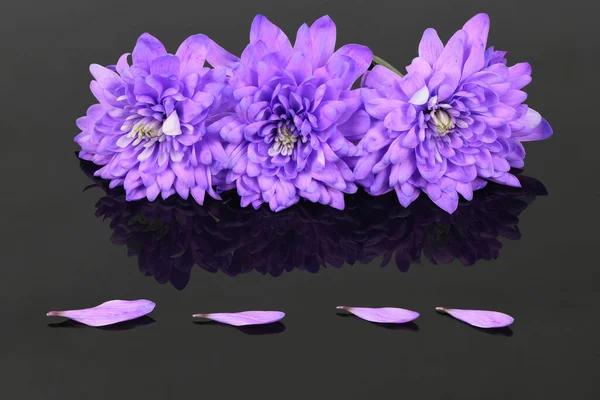 Purple chrysanthemum flower (Chrysanthemum indicum) isolated on acrylic black background. High resolution photo. Full depth of field.