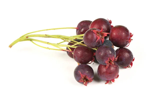 Beeren Von Amelanchier Oder Chuckley Birne Foto Hoher Auflösung Volle — Stockfoto