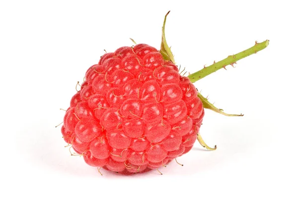 Raspberry Ripe Tasty Isolated White Background High Resolution Photo Full — Stock Photo, Image