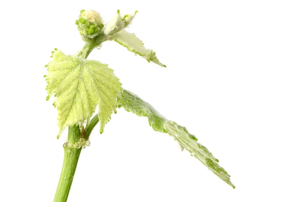 Young Shoots Grapes White Side View High Resolution Photo Full — Stock Photo, Image