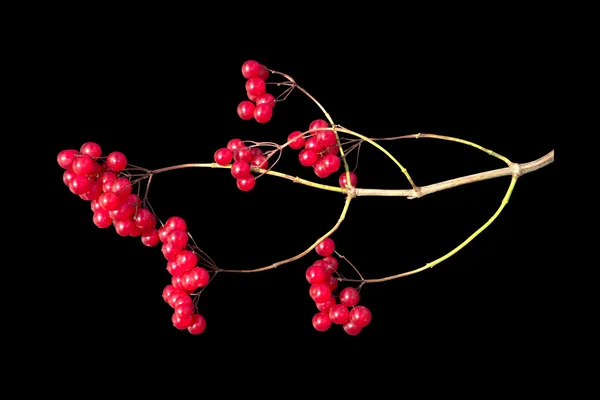 Berries — Stock Photo, Image