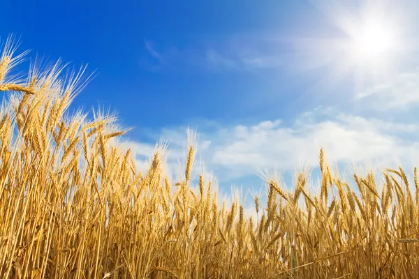 Golden wheat — Stock Photo, Image