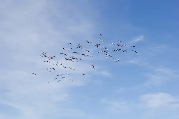 Flock of birds in the sky — Stock Photo, Image