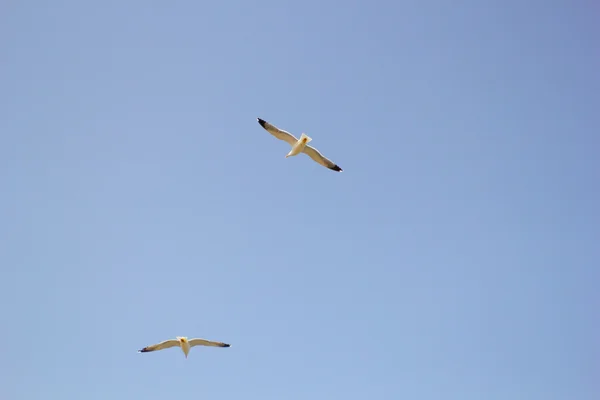 Segulls in the sky — Stock Photo, Image
