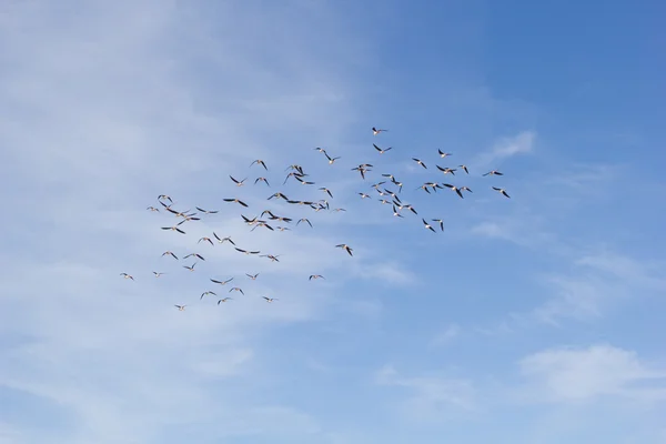 Flock of birds in the sky — Stock Photo, Image