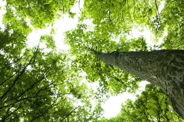 Зелений ліс — стокове фото