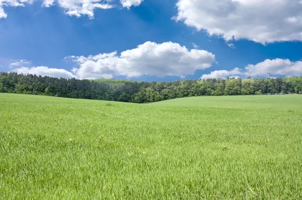 Prachtige lente veld — Stockfoto