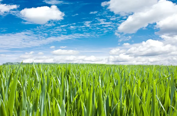 Beautiful spring field — Stock Photo, Image