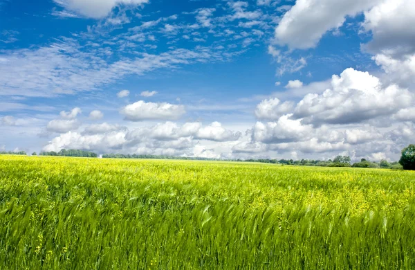 Hermoso campo de primavera — Foto de Stock