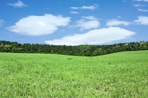 Schönes Frühlingsfeld — Stockfoto