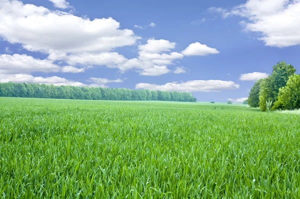 Beautiful spring field — Stock Photo, Image