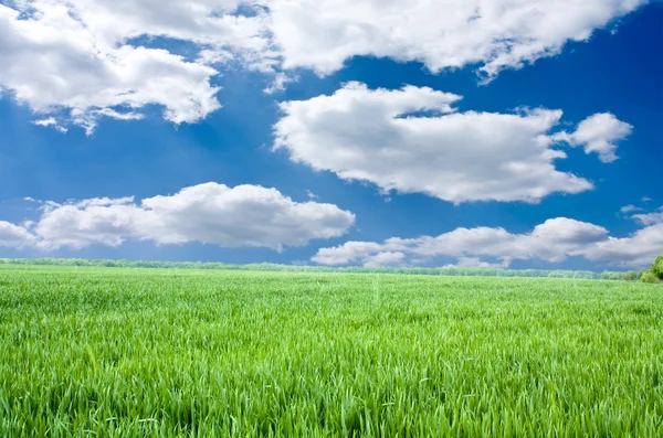 Beau champ de printemps — Photo