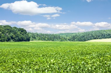 Mavi gökyüzünün altındaki yeşil çimenler