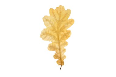 Kuru Meşe yaprağı