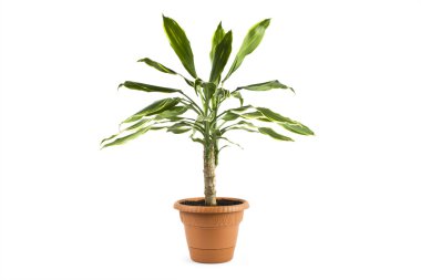 Dracaena bitkisi