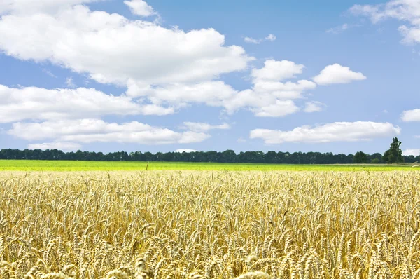 Vacker vår fält — Stockfoto