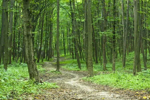 Kaunis vihreä metsä — kuvapankkivalokuva