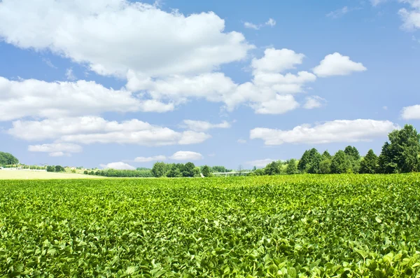 Mavi gökyüzünün altındaki yeşil çimenler
