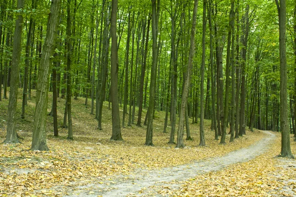 Prachtige groene woud — Stockfoto