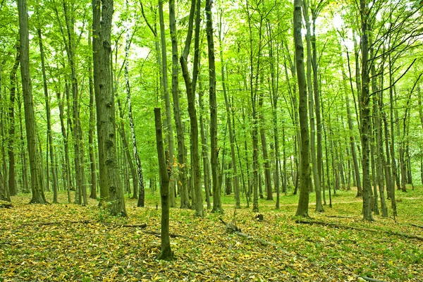Καταπράσινο δάσος — Φωτογραφία Αρχείου