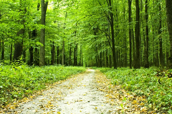 Bela floresta verde — Fotografia de Stock