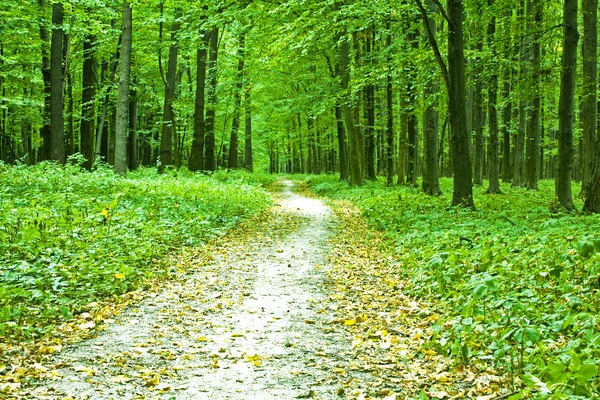 Bela floresta verde — Fotografia de Stock