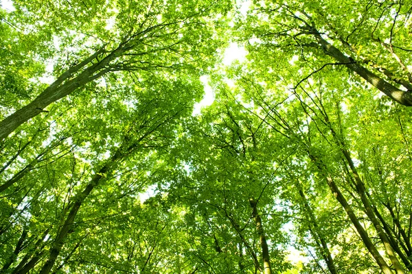 Green leaves — Stock Photo, Image