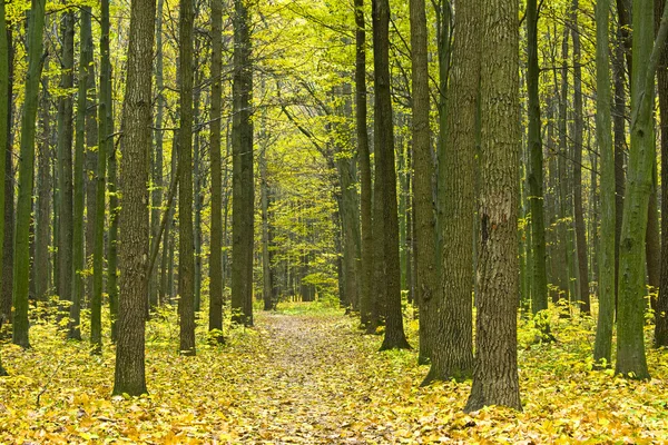 Bela floresta verde — Fotografia de Stock