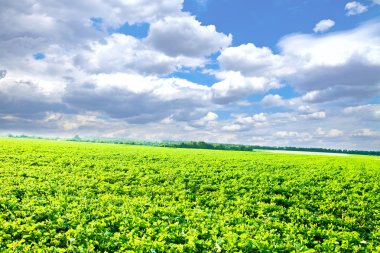 Mavi cennetli güzel yeşil bir sabah çayırı