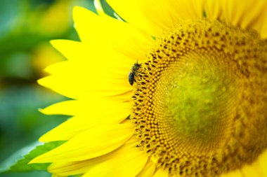 Ayçiçeği üzerinde büyük arı