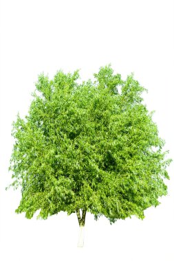 Ağaç