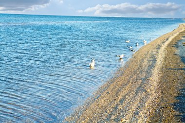 doğa deniz manzarası ile martı mavi gök