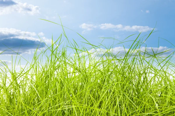 Grama verde — Fotografia de Stock