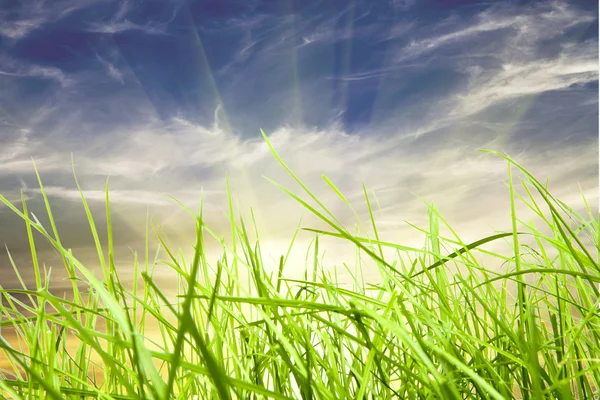 Campo verde hierba aislamiento en el cielo fondos — Foto de Stock