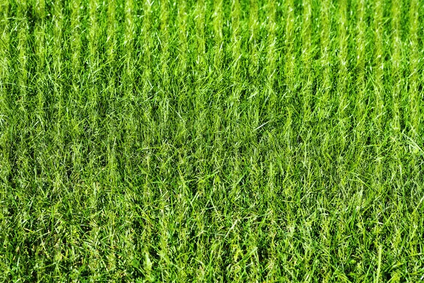 Green grass natural background — Stock Photo, Image