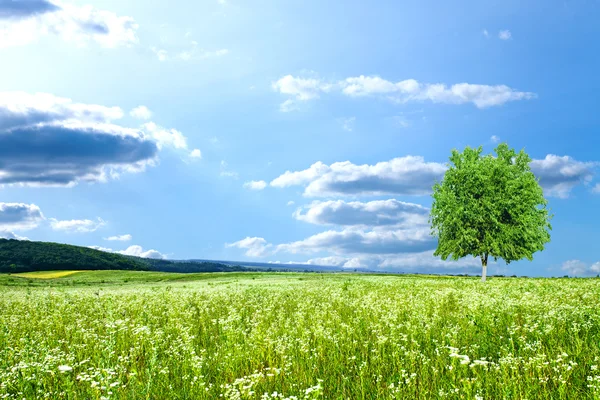 Belo campo de primavera com o céu azul — Fotografia de Stock