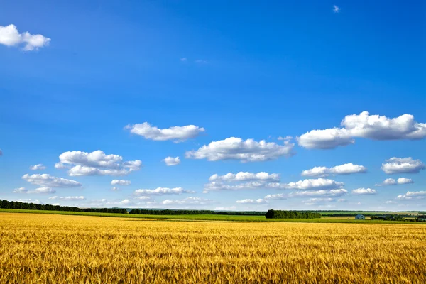 Vacker vår fält — Stockfoto