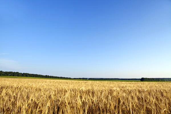 Жовтий травою поле — стокове фото