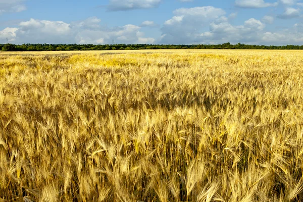 Vacker vår fält med den blå himlen — Stockfoto