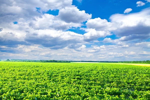 Splendido campo verde mattutino con cielo blu — Foto Stock