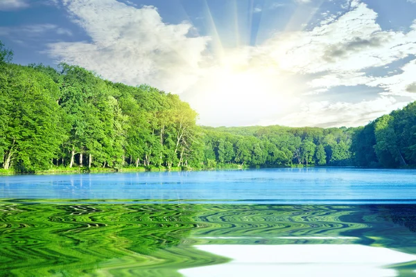 Forêt pittoresque et la rivière — Photo