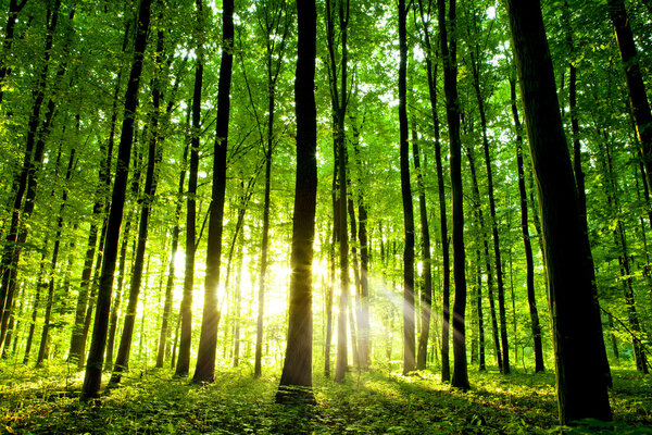 depositphotos_14254099-stock-photo-beautiful-green-forest.jpg