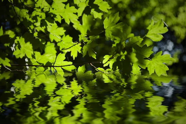 Πράσινη χλόη και τα φύλλα — Φωτογραφία Αρχείου