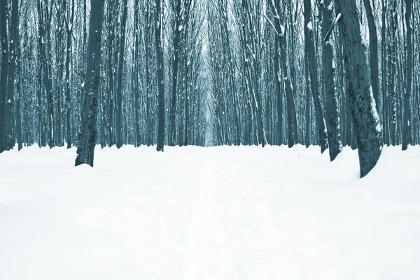 Bos bomen natuur — Stockfoto