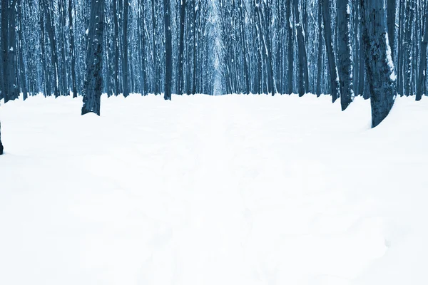 Alberi della foresta natura — Foto Stock