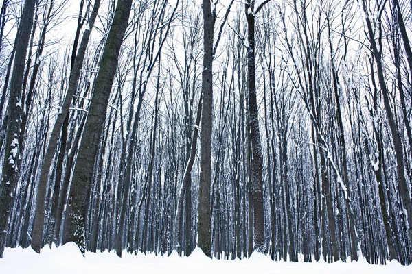 Forêt d'hiver — Photo