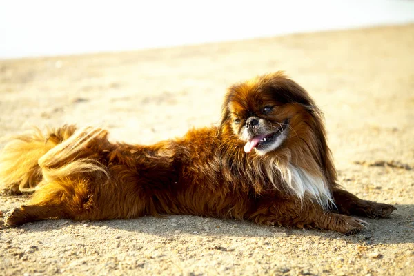 Cão pequeno — Fotografia de Stock