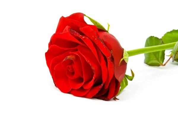 Rosa rossa — Foto Stock